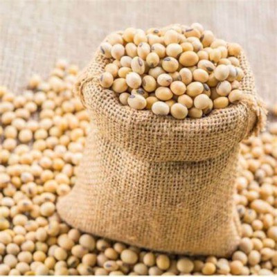 Canadian Soybeans – The Golden Ingredient Behind the Signature Flavor of Maple Leaf Tofu